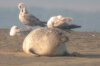 Common Seal at Westcliff Seafront (Paul Griggs) (22129 bytes)